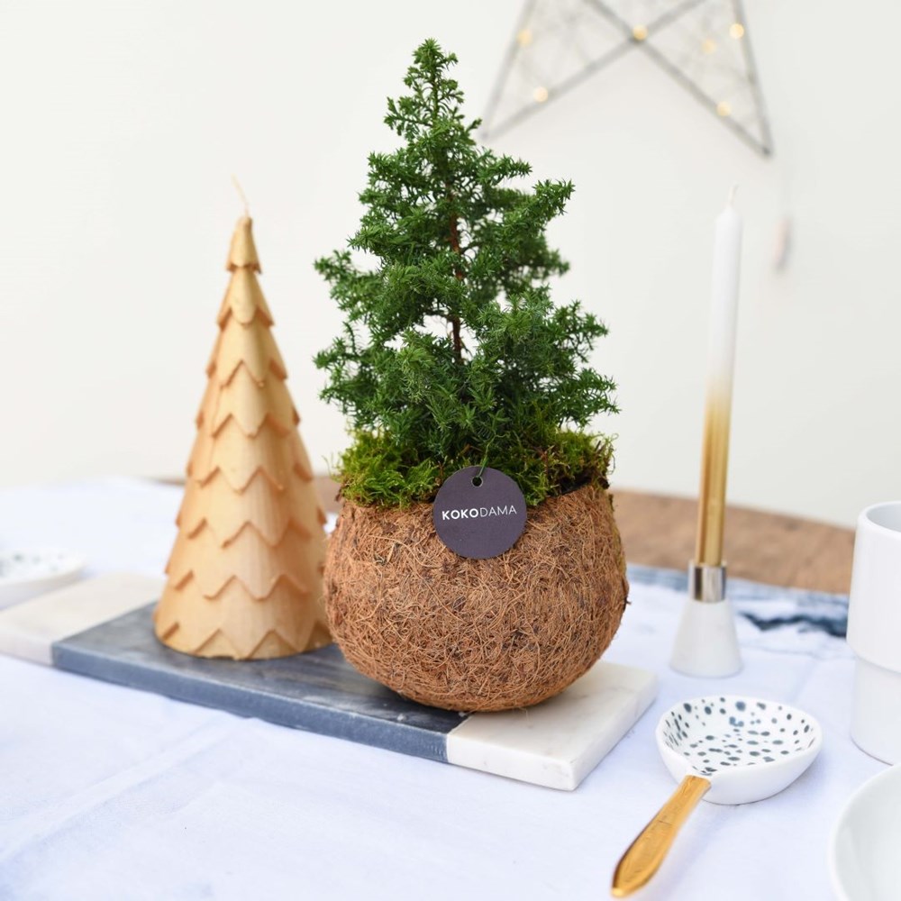 Kokodama® - Christmas tree (S) in giftbox