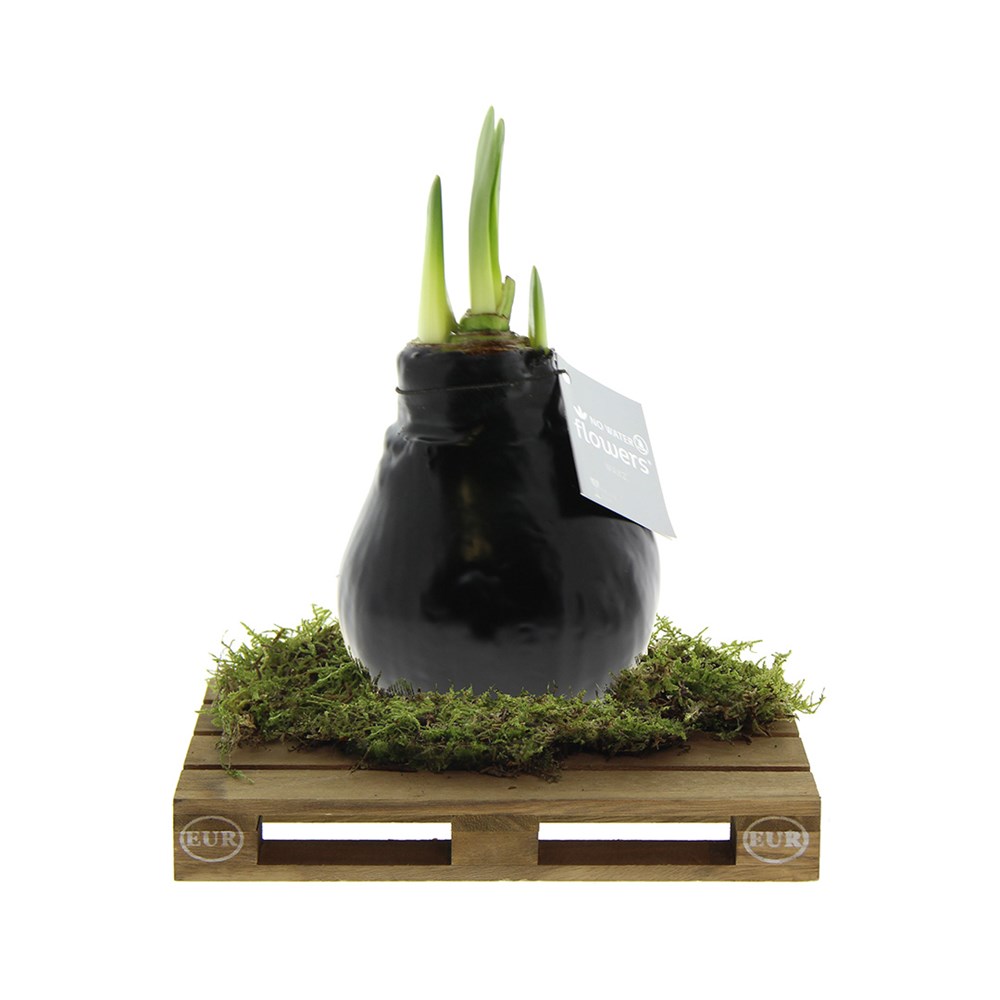 No Water Flowers® - Waxz® on pallet, In Geschenkbox, Schwarz
