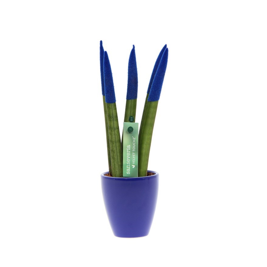 Sansevieria TOP-line - Velvet Touchz® small, In Geschenkbox, Blau