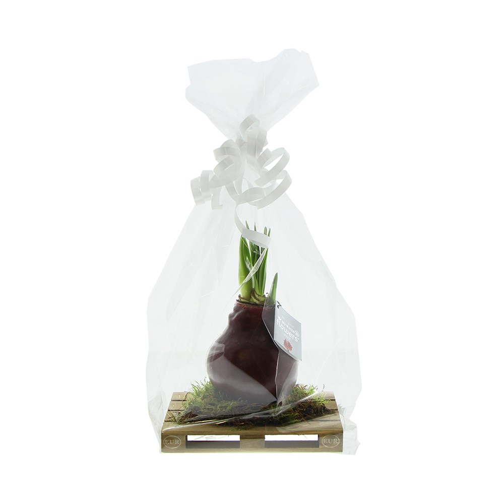 No Water Flowers® - Waxz® on pallet, In Geschenkbox, Schwarz