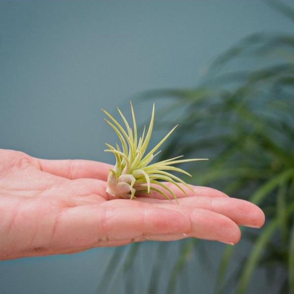 Airplant - Heart