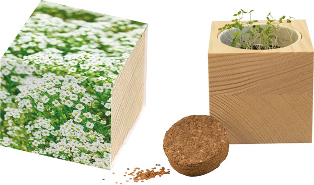 Großer Natur-Würfel Schneeteppich, Lobularia maritima, 1-4 c Digitaldruck inklusive