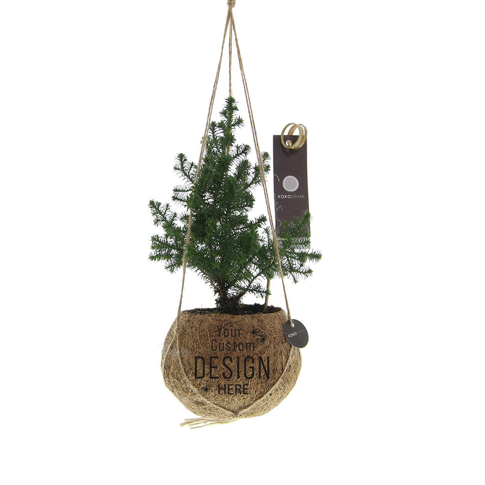 Kokodama® - Christmas tree (S) in giftbox