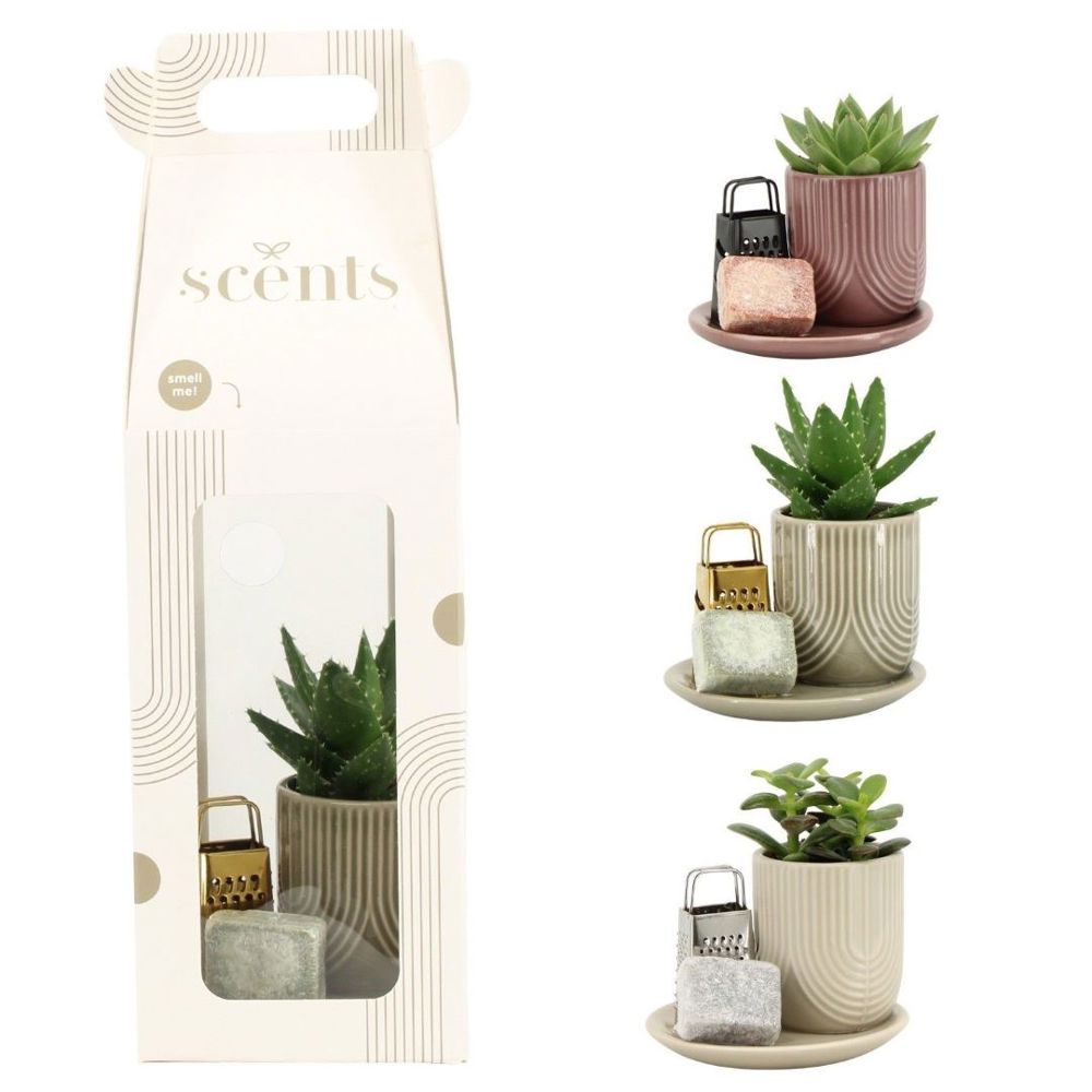 Aromatic Giftset small - Easy care